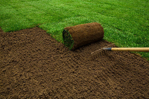 A roll of sod being laid on a prepared soil surface with a rake nearby, in the process of installing a new lawn.
