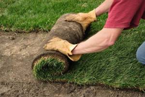 A person wearing gloves rolls out a section of sod onto the ground.