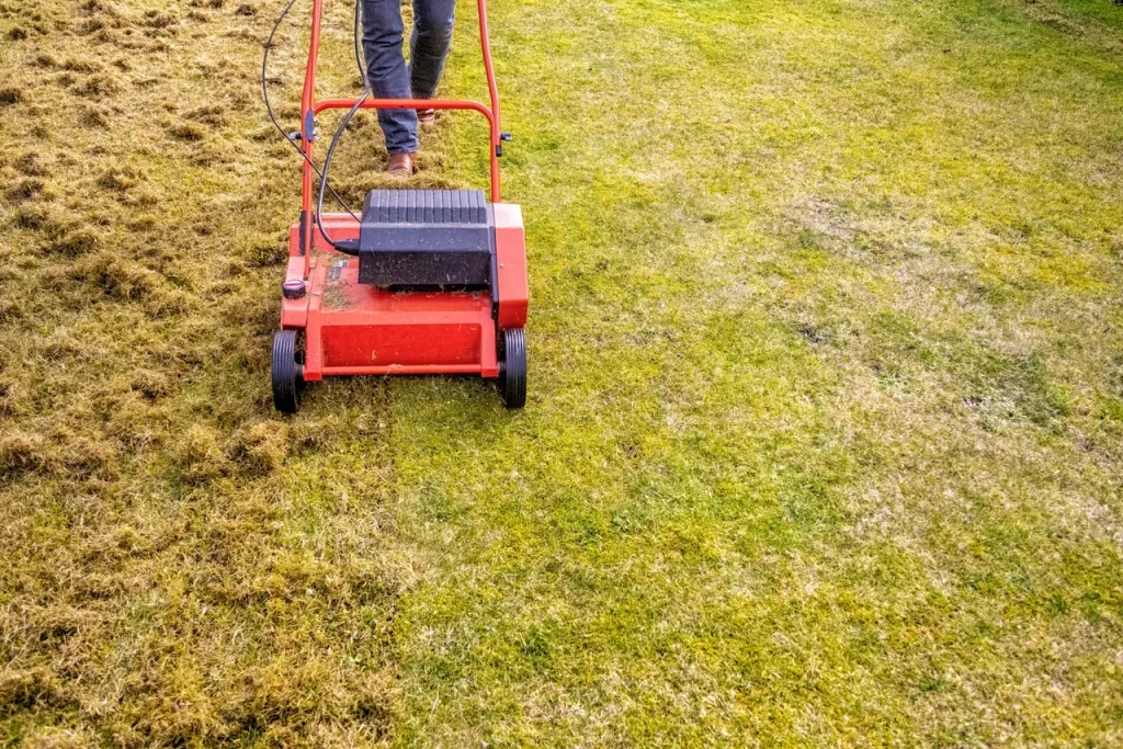 A person operates a red lawn scarifier, creating a clear line between dethatched and thatch-covered grass on a lawn.