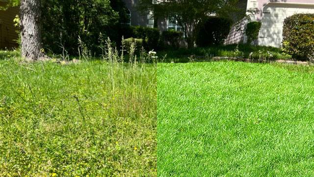 The image shows a lawn divided into two halves. The left side is overgrown with weeds and tall grass, while the right side is well-manicured and lush green.